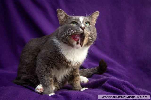 Ласковый кот Гермес ищет семью