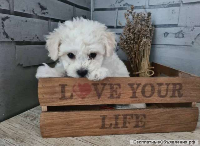 Бишон Фризе щеночки чистокровные