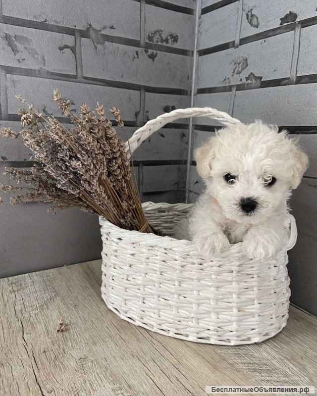 Бишон Фризе щеночки чистокровные