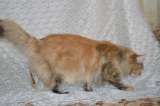 Котята мейн-кун мраморного окраса