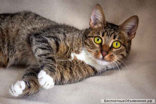 Мадемуазель Матильда ищет семью