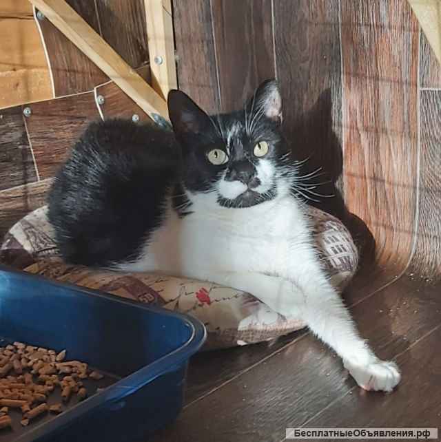 Кошка Коровка ищет дом