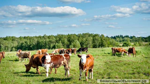 Бывший коровник возможно под склад