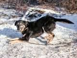 Ласковое солнышко Агата, добрейшая в мире собака в добрые руки