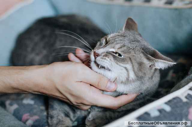 Кошка Моня ищет дом