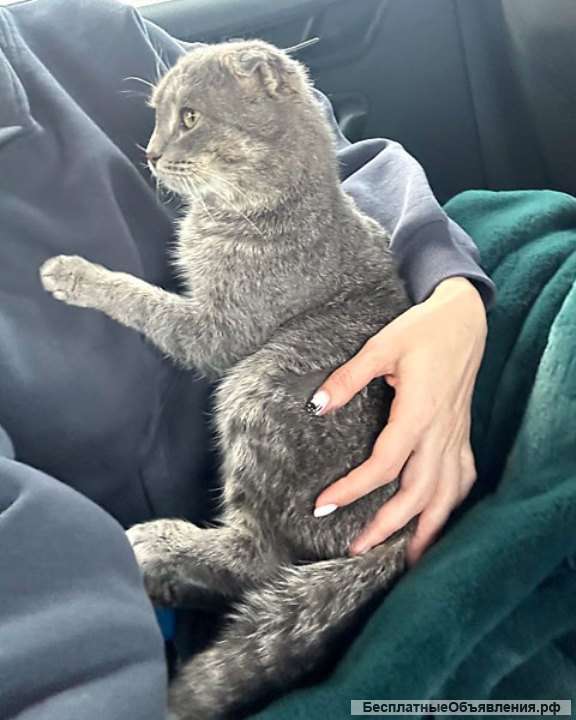 Преданый хозяевами молодой вислоухий котик Тенёк ищет дом