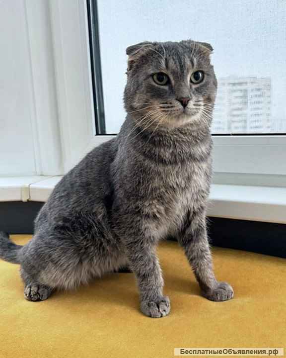 Преданый хозяевами молодой вислоухий котик Тенёк ищет дом