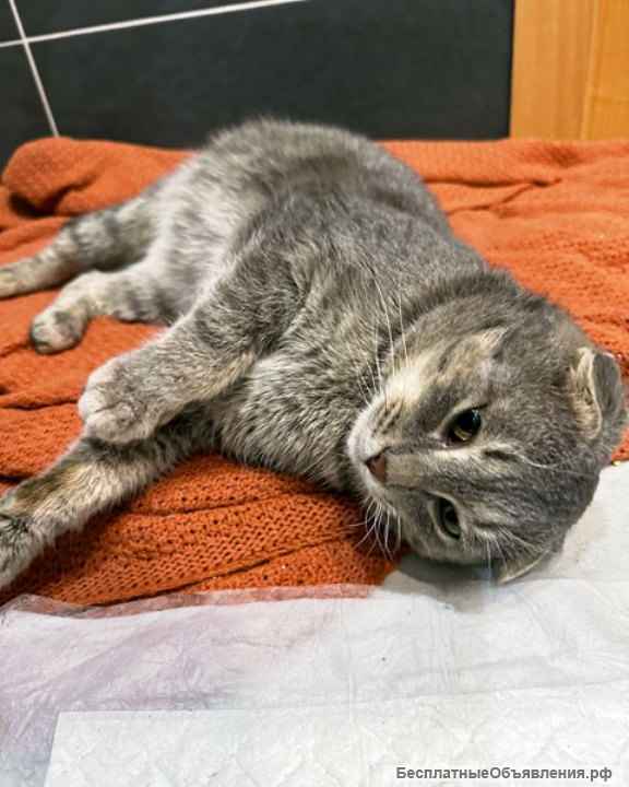 Преданый хозяевами молодой вислоухий котик Тенёк ищет дом