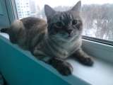 Мура - вальяжный, молодой кот, с розовой шерстью и голубых кровей