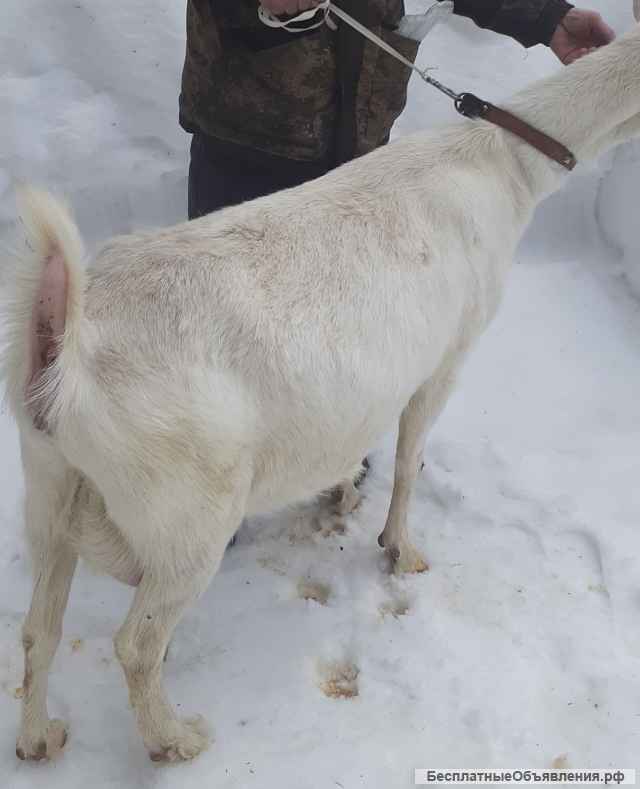 Зааненскую козу
