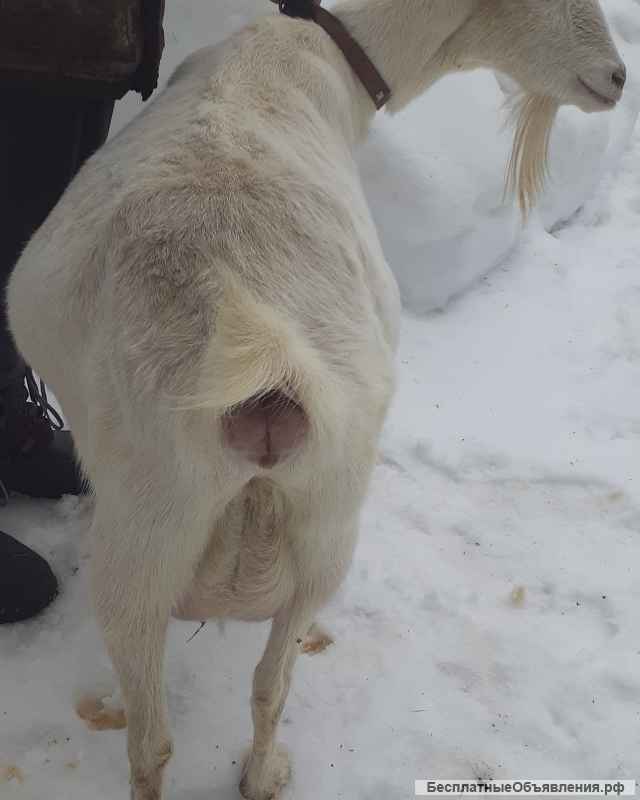 Зааненскую козу