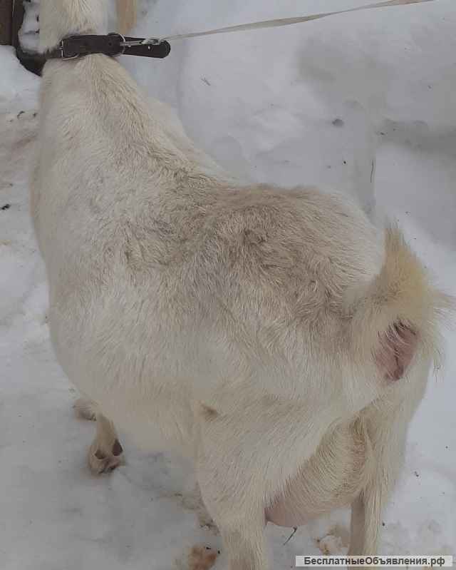 Зааненскую козу