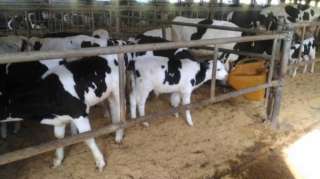 Телята бычки и телочки мясной породы доставка бесплатно