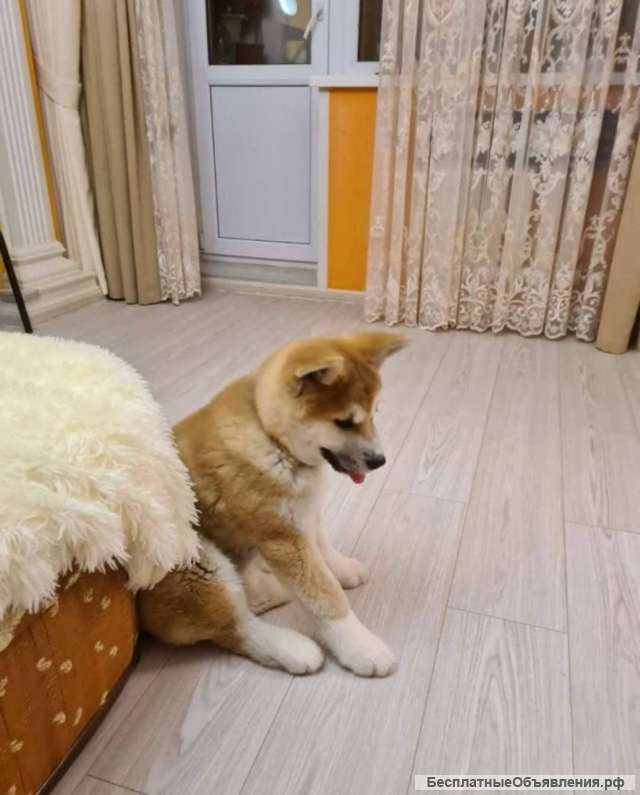 Щеночки Акиты-Ину чистокровные