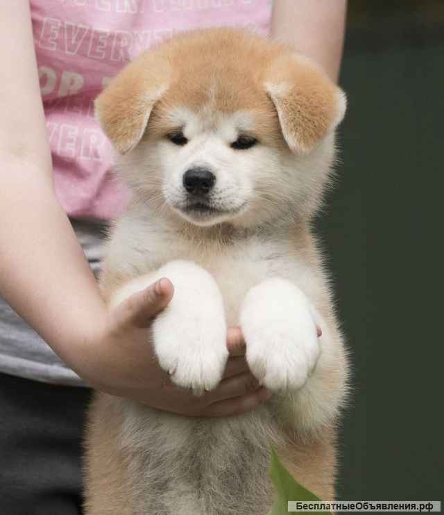 Щеночки Акиты-Ину чистокровные