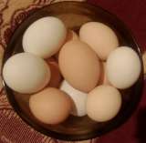 Адлерская серебристая: куры, цыплята, яйцо, петухи