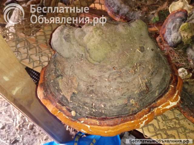 Лекарственный гриб трутовик окаймленный, рейши, губка