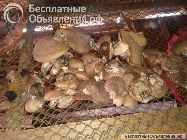 Лекарственный гриб трутовик окаймленный, рейши, губка