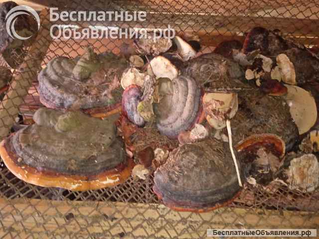 Лекарственный гриб трутовик окаймленный, рейши, губка