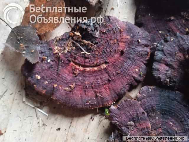 Лекарственный гриб трутовик окаймленный, рейши, губка