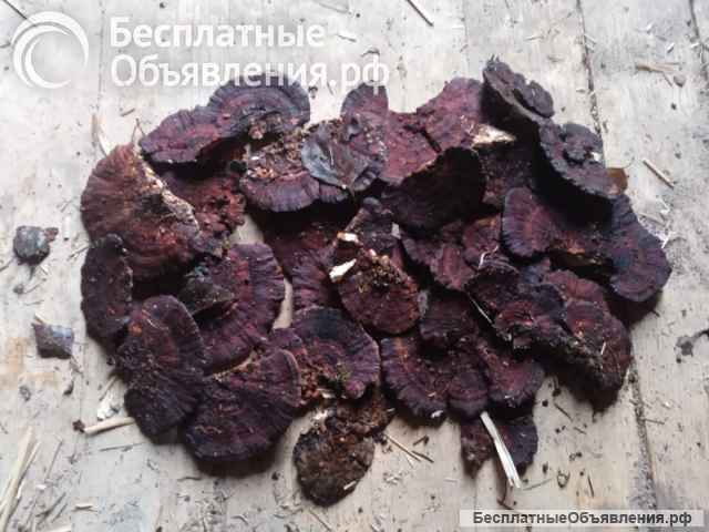 Лекарственный гриб трутовик окаймленный, рейши, губка