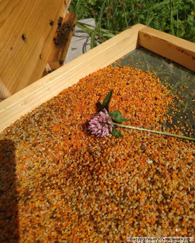 Пыльца, перга и другие продукты пчеловодства