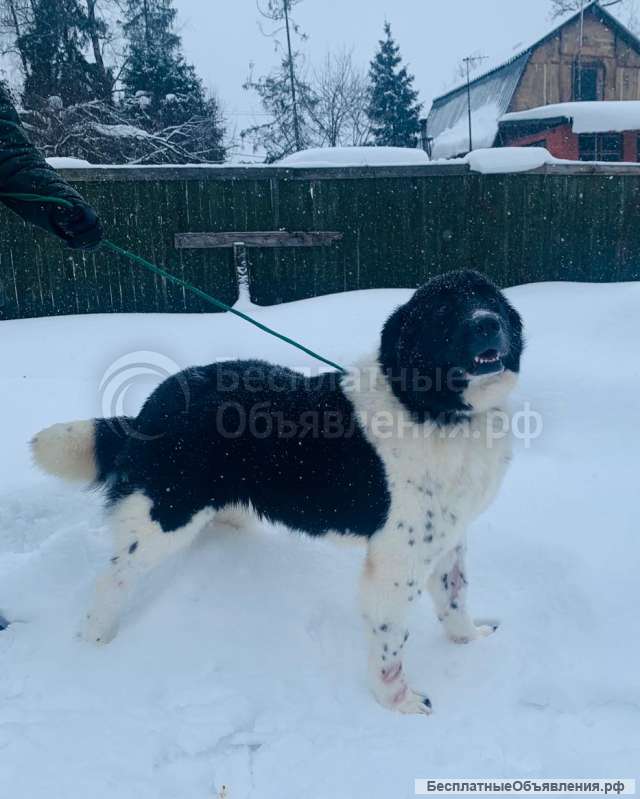 Умница-красавица Полина Отличная собака для загородного дома