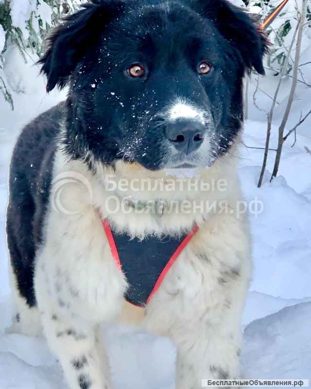Умница-красавица Полина Отличная собака для загородного дома