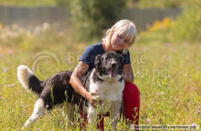 Умница-красавица Полина Отличная собака для загородного дома