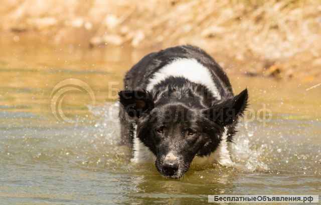 Умница-красавица Полина Отличная собака для загородного дома