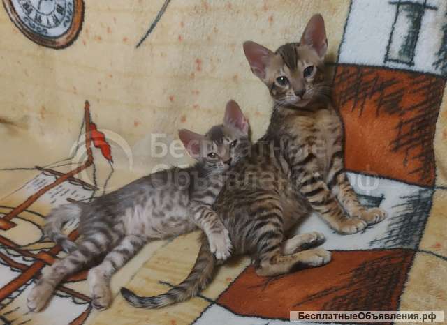 Котята серенгети: ориентал с бенгалом