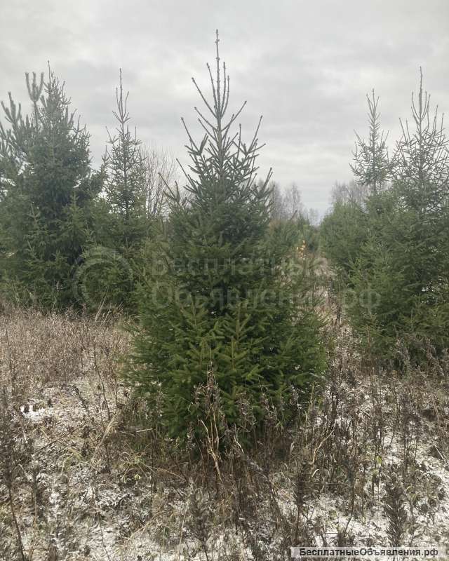 Деревья копанные