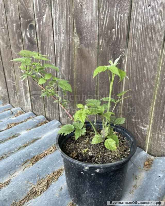 Деревья копанные