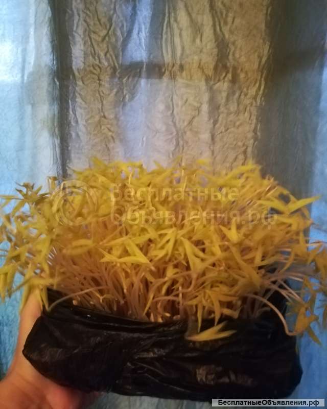 Здоровое питание