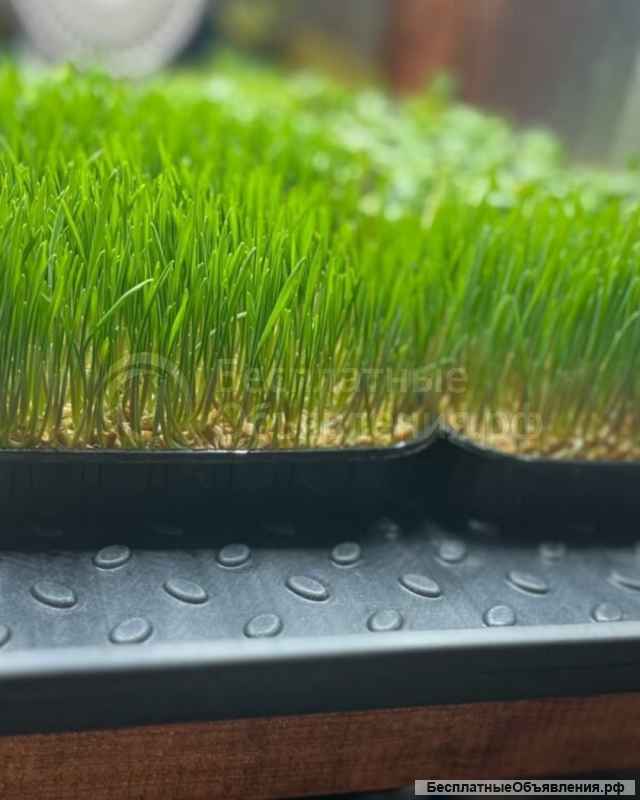 Здоровое питание