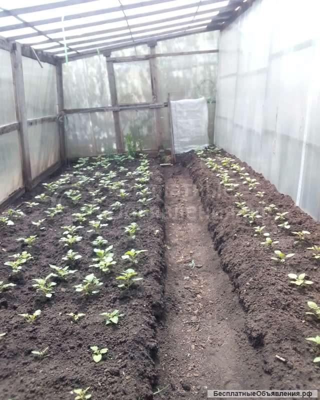 Картофель посадочный супер элита