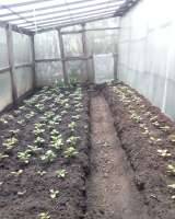 Картофель посадочный супер элита