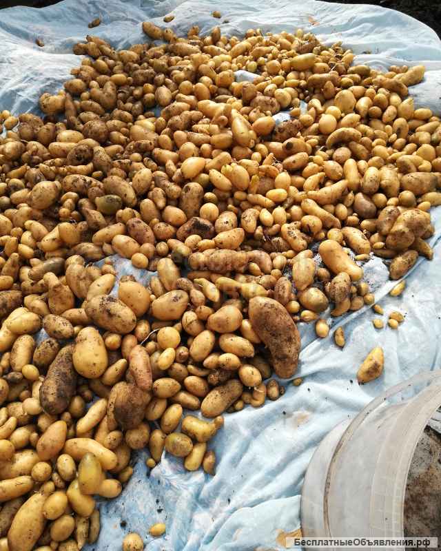 Картофель посадочный супер элита