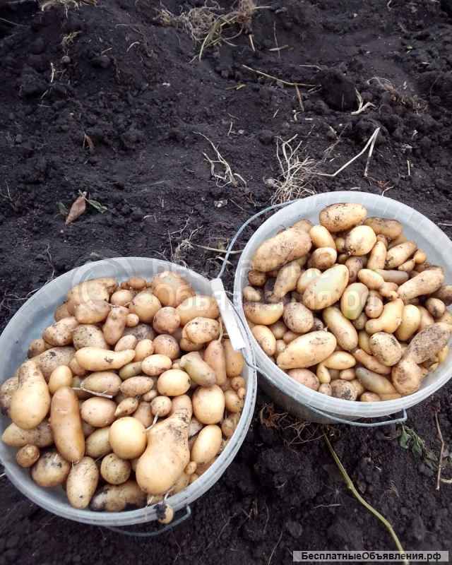 Картофель посадочный супер элита