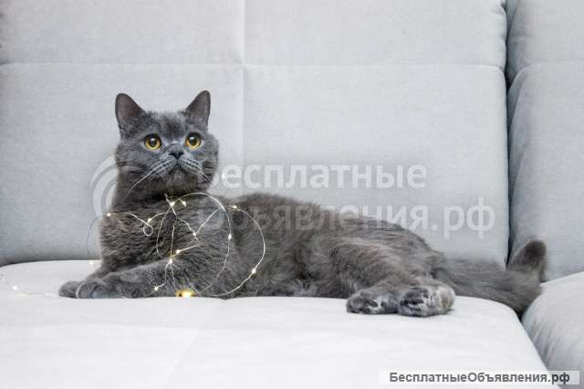 Ищет дом молодой британский котик Оксфорд