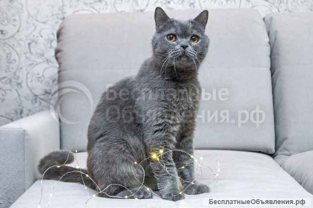 Ищет дом молодой британский котик Оксфорд