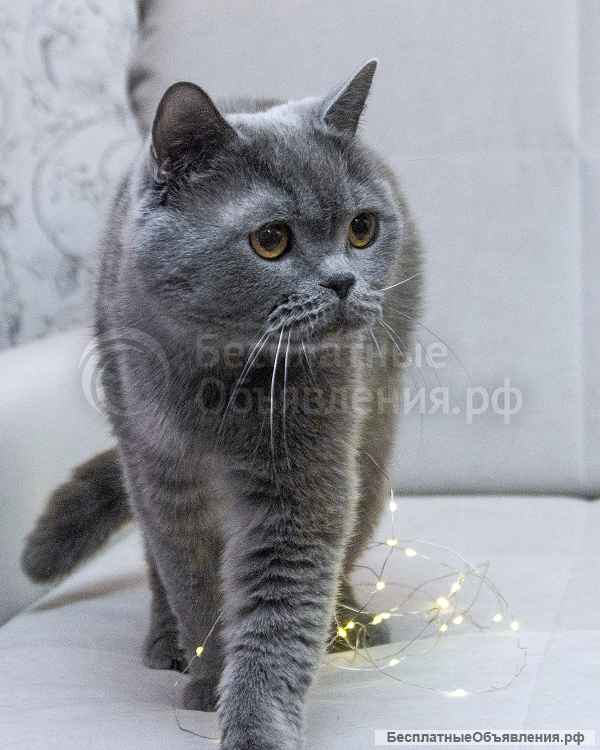 Ищет дом молодой британский котик Оксфорд