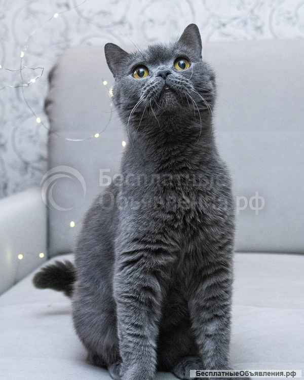 Ищет дом молодой британский котик Оксфорд