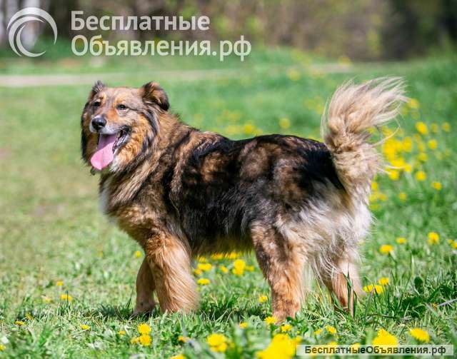 Ласка - ласковая, добрая, нежная девочка Ищет семью