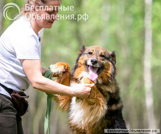 Ласка - ласковая, добрая, нежная девочка Ищет семью