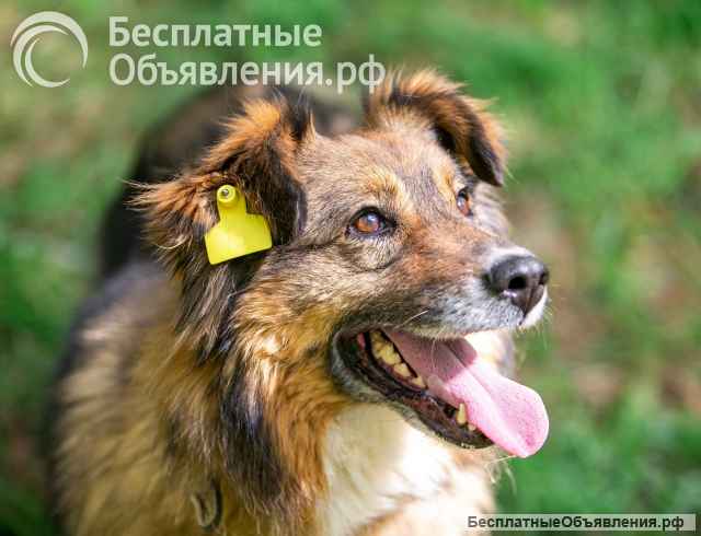 Ласка - ласковая, добрая, нежная девочка Ищет семью