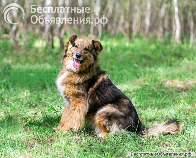 Ласка - ласковая, добрая, нежная девочка Ищет семью