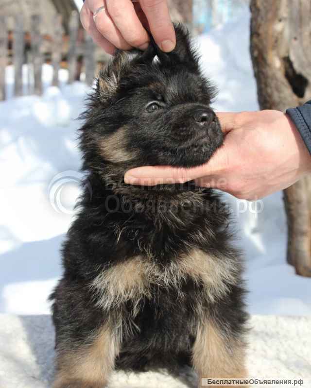 Щенки немецкой овчарки