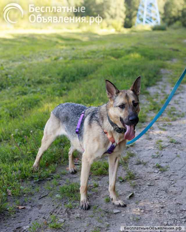 Мила самая милая и добрая собака ищет дом