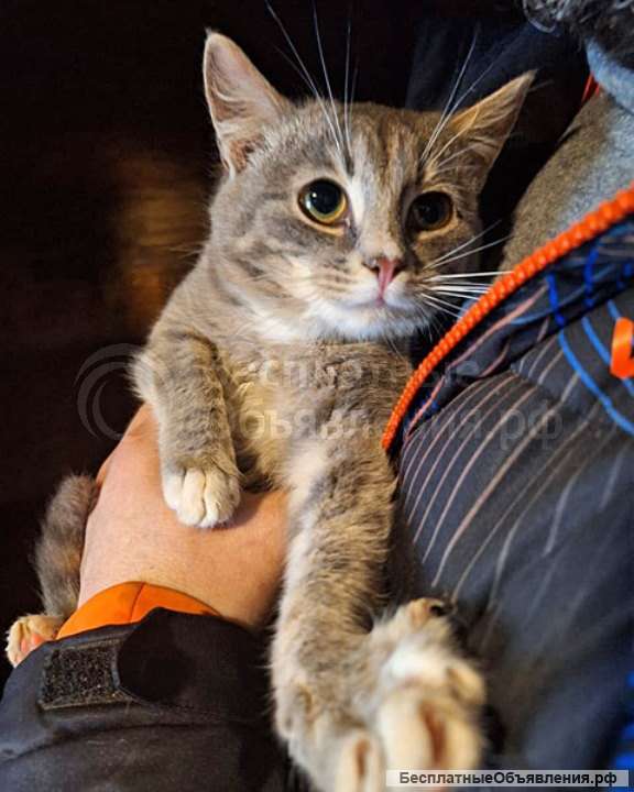 Ласковый и нежный молодой котик Толик в добрые руки